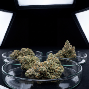 Scale Club<br> Unlimited tests / month