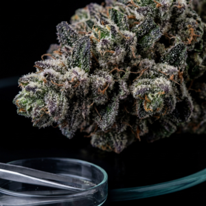 Growth Club<br> 250 tests / month