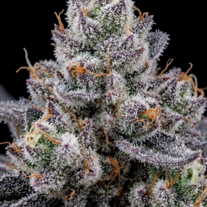 Starter Club<br> 100 tests / month